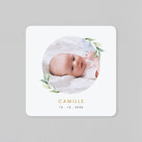 Branches d'Eucalyptus
