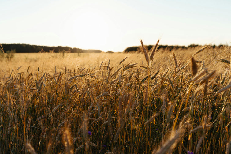 Testo di rigraziamento per el lutto